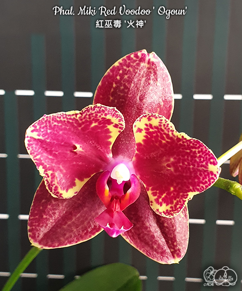 美琪園藝Miki Orchid - 品種庫